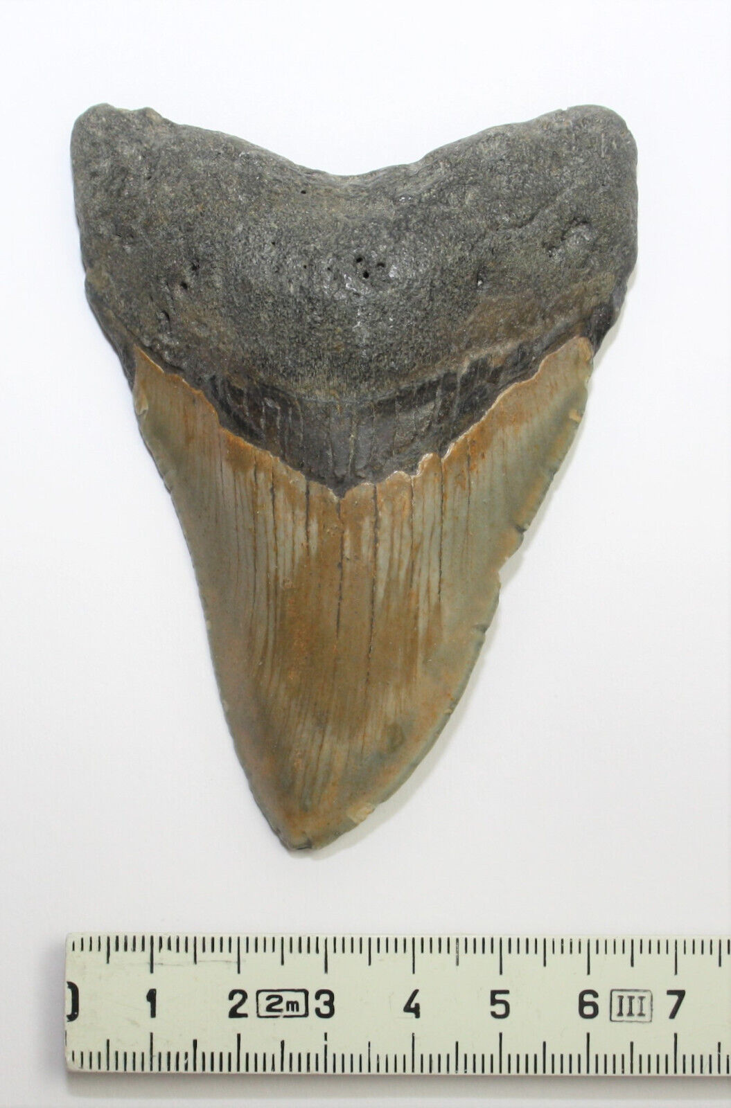 Megalodon Haizahn Fossil aus den USA – 9 cm – 95 g – naturbelassen – Sammlerstück – Unikat Masterpiece 1428