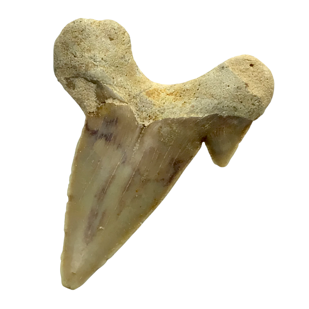 Steinfixx® Exclusiver versteinerter Urzeit Haifischzahn | Fossilien