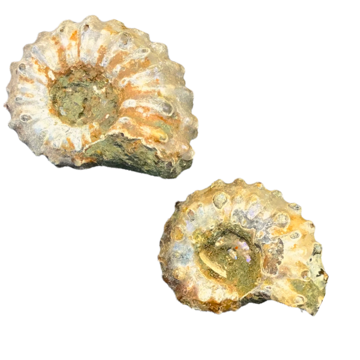 Versteinerte fossile Ammoniten Douvilleiceras mammillatum aus Madagaskar – Jura – 1, 2, 3 oder 5 Stück – einzeln oder als Geschenk im Membranrahmen - AAA-Qualität