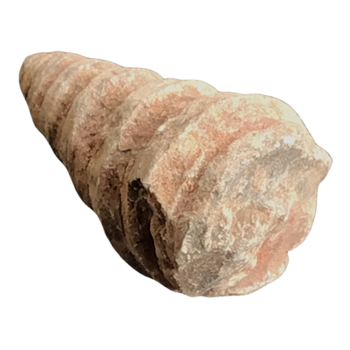 Turmschnecke versteinert Schnecken I Fossilien I Sammlerstück I Marokko