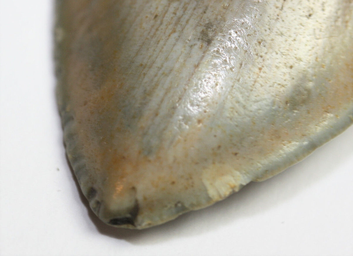 Megalodon Haizahn Fossil aus den USA – 9 cm – 95 g – naturbelassen – Sammlerstück – Unikat Masterpiece 1428