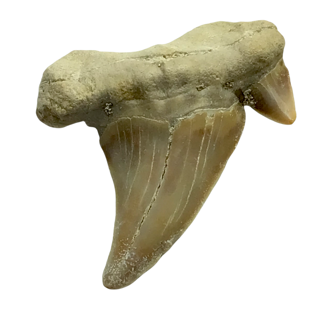 Steinfixx® Exclusiver versteinerter Urzeit Haifischzahn | Fossilien