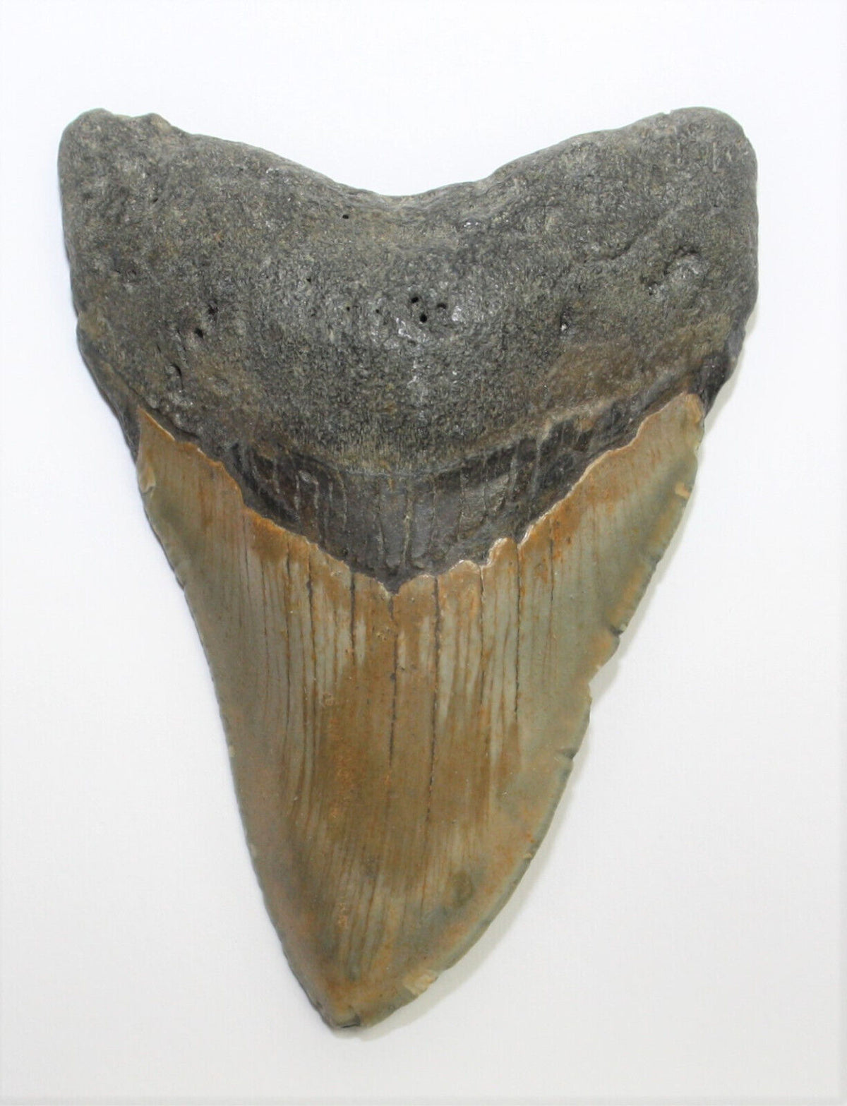 Megalodon Haizahn Fossil aus den USA – 9 cm – 95 g – naturbelassen – Sammlerstück – Unikat Masterpiece 1428