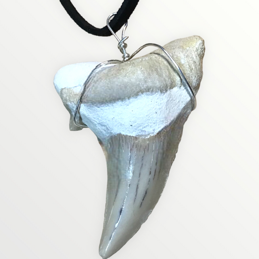 Exclusiver versteinerter XL Urzeit Haifischzahnanhänger mit Lederband | Fossilien I Top Qualität I unbehandelt I naturbelassen