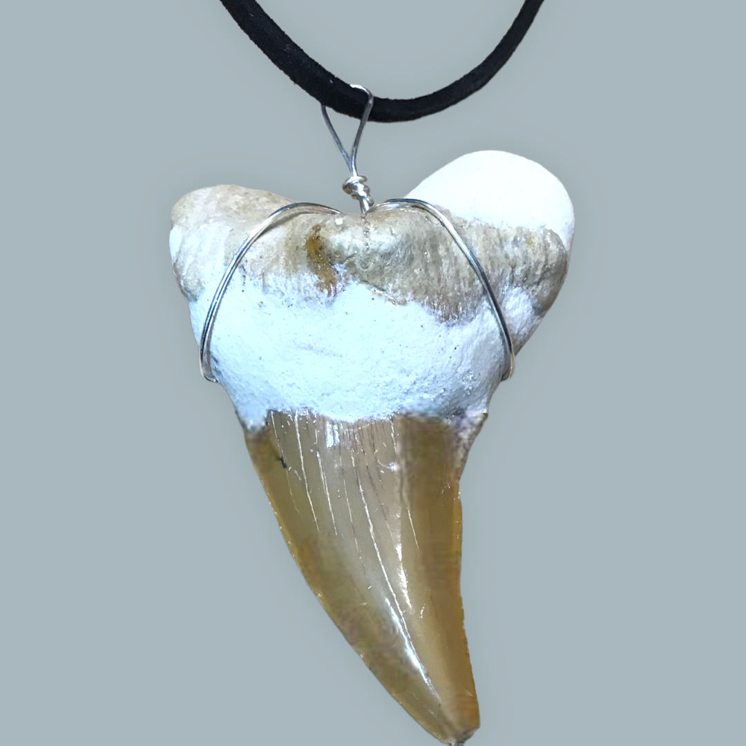 Exclusiver versteinerter XL Urzeit Haifischzahnanhänger mit Lederband | Fossilien I Top Qualität I unbehandelt I naturbelassen