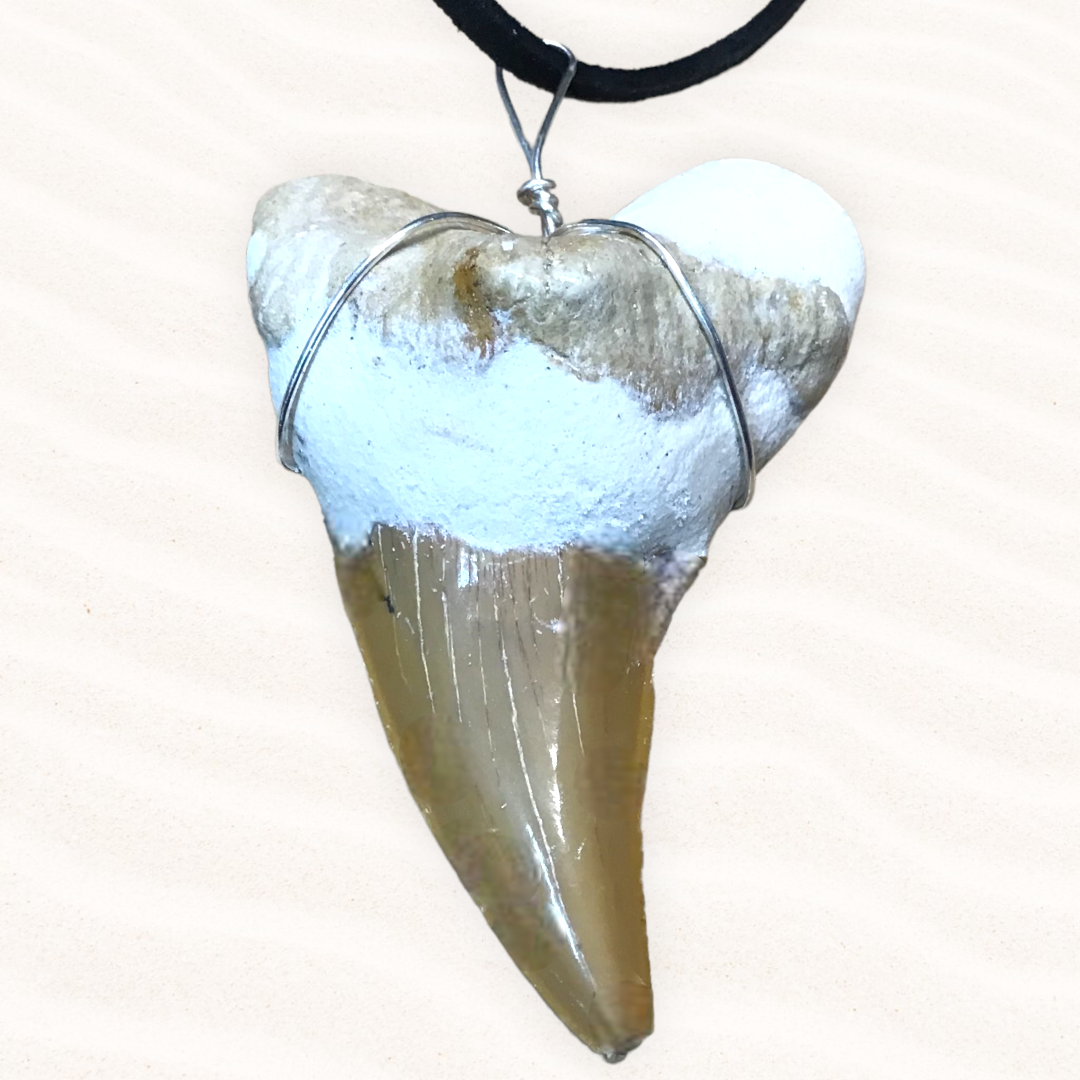 Exclusiver versteinerter XL Urzeit Haifischzahnanhänger mit Lederband | Fossilien I Top Qualität I unbehandelt I naturbelassen
