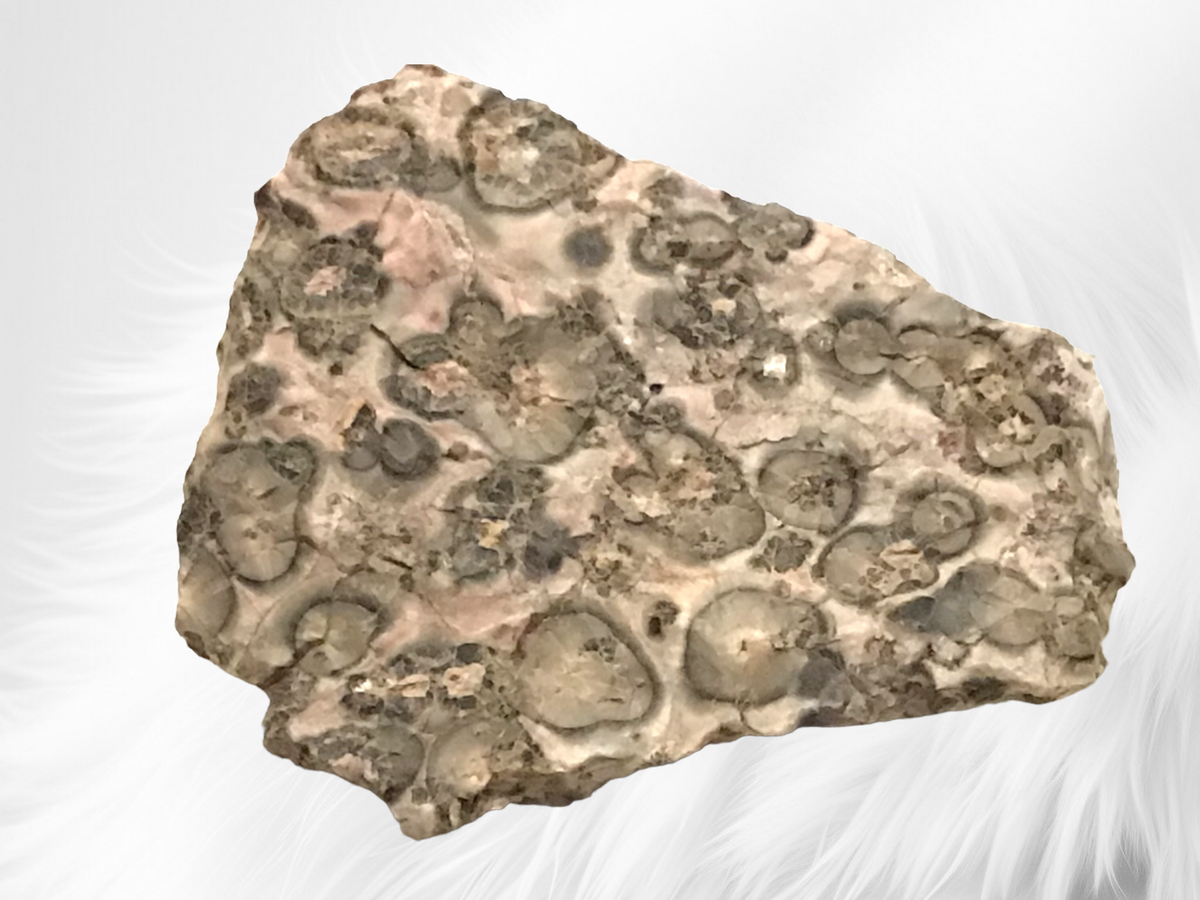 Leopardenjaspis Rohstein I 50-500 Gramm I Edelstein I Glücksstein I Mexiko